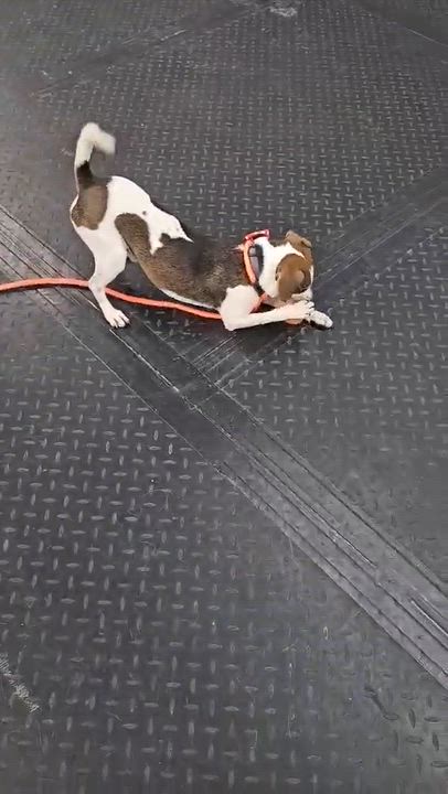 Enlarge Lil Mac , an adopted mixed breed in Minooka, IL video 4/5