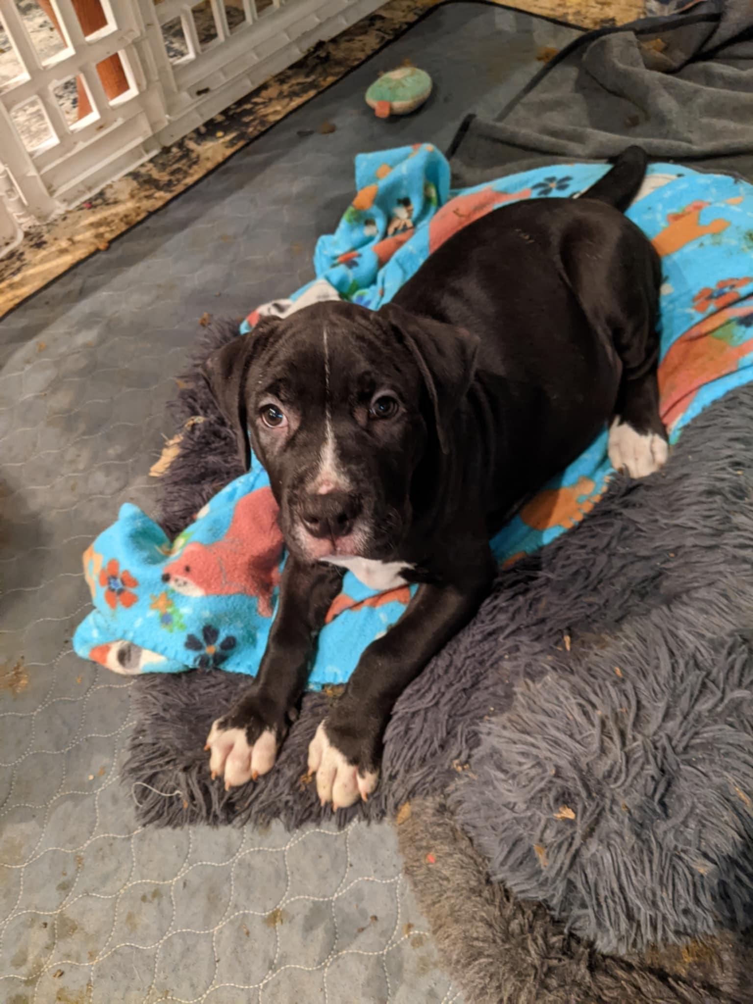 Enlarge Bullseye , a Adoptable Pit Bull Terrier in Burlington , VT image 3/6
