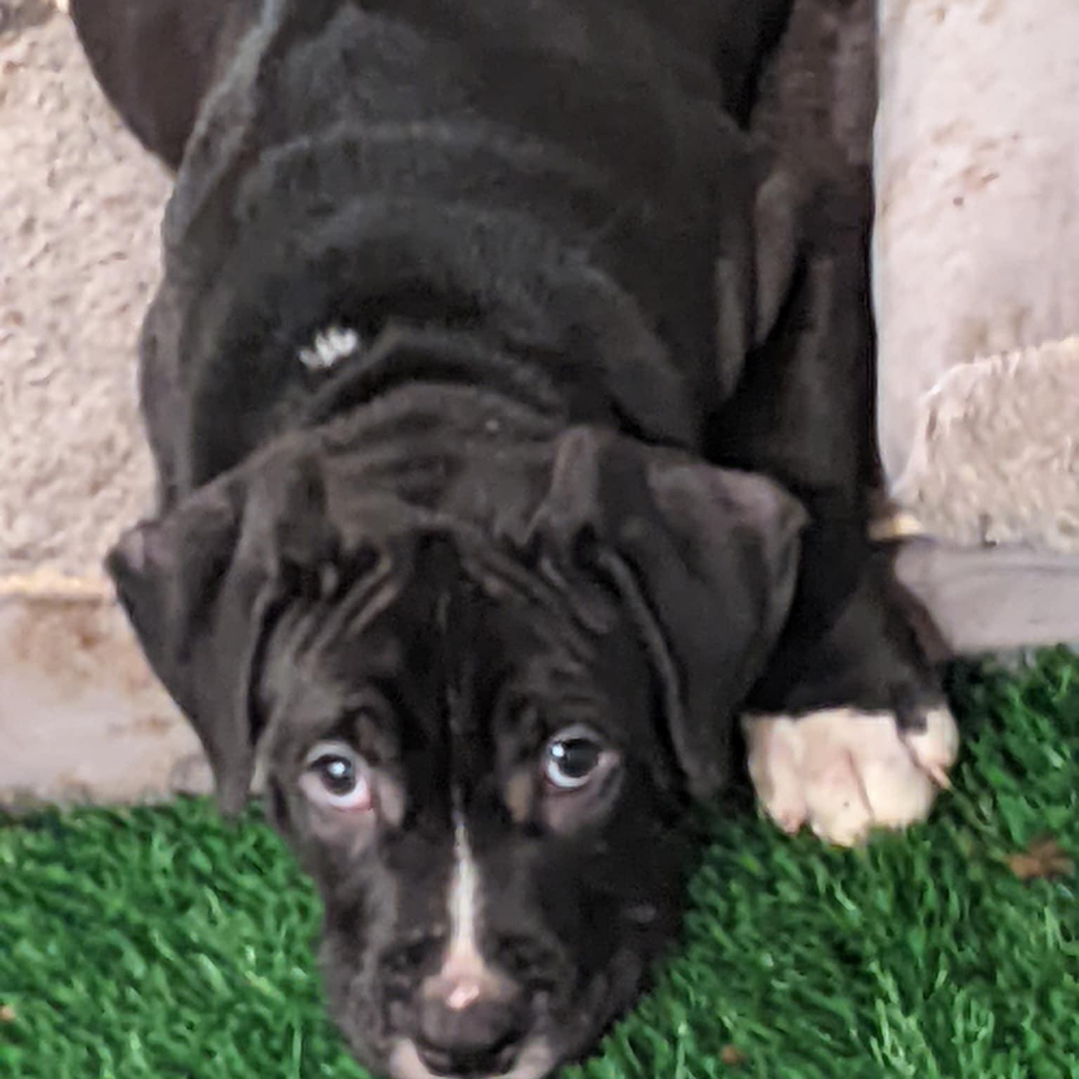 Enlarge Bullseye , a Adoptable Pit Bull Terrier in Burlington , VT image 4/6