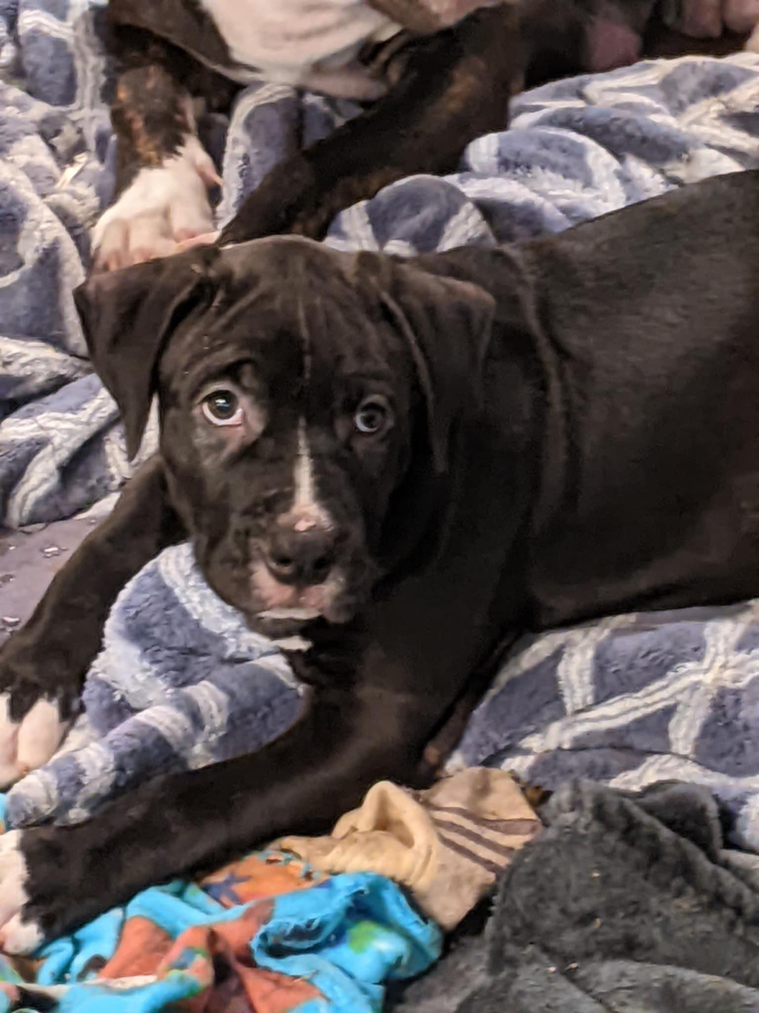 Enlarge Bullseye , a Adoptable Pit Bull Terrier in Burlington , VT image 2/6