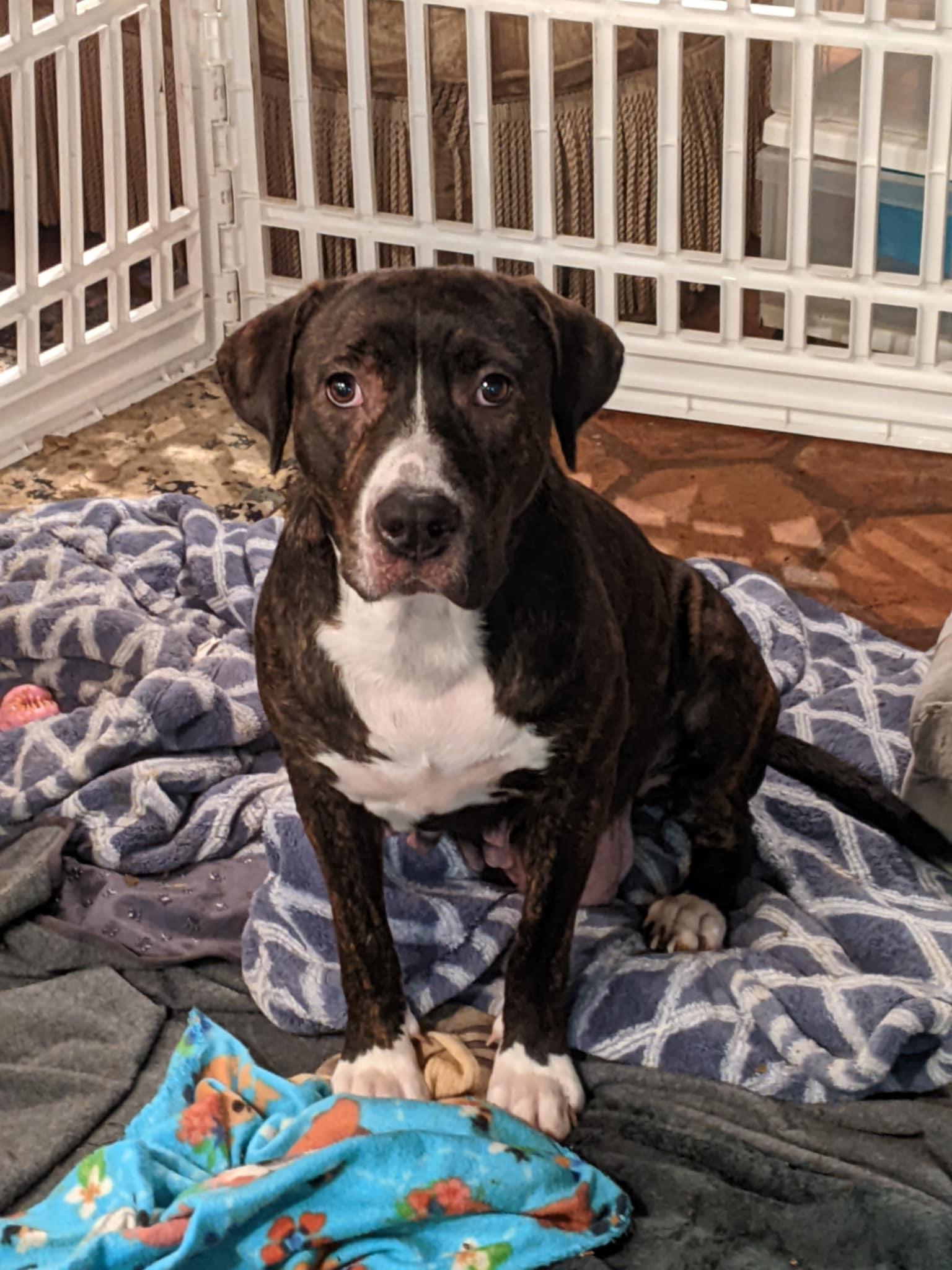Enlarge Bullseye , a Adoptable Pit Bull Terrier in Burlington , VT image 6/6