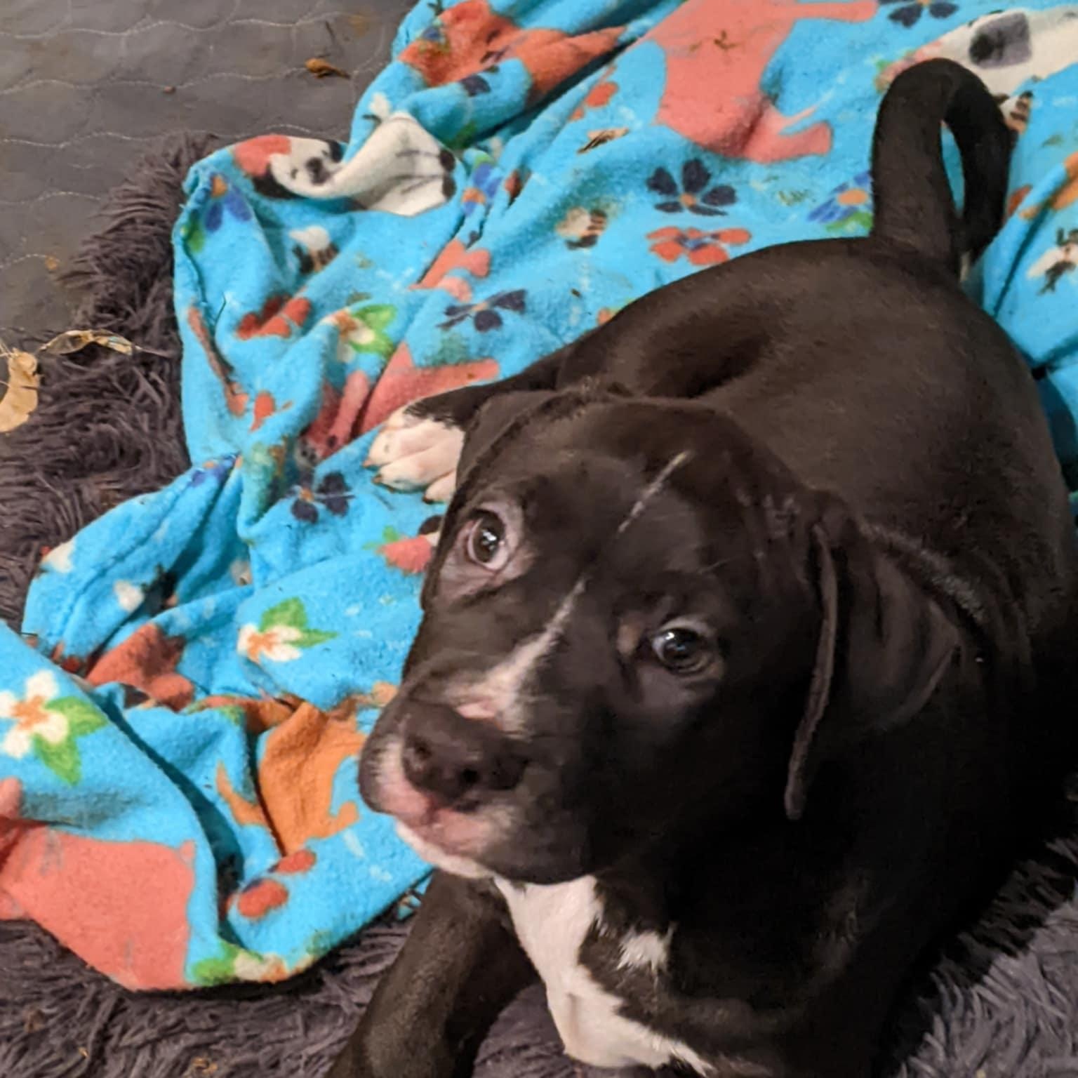 Enlarge Bullseye , a Adoptable Pit Bull Terrier in Burlington , VT image 5/6