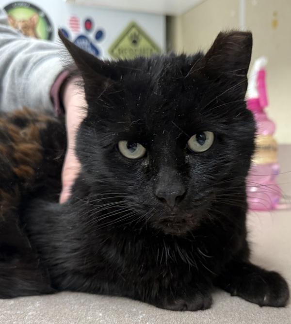 Enlarge Te'Amo, a Adoptable mixed breed in Salisbury, MD image 1/1