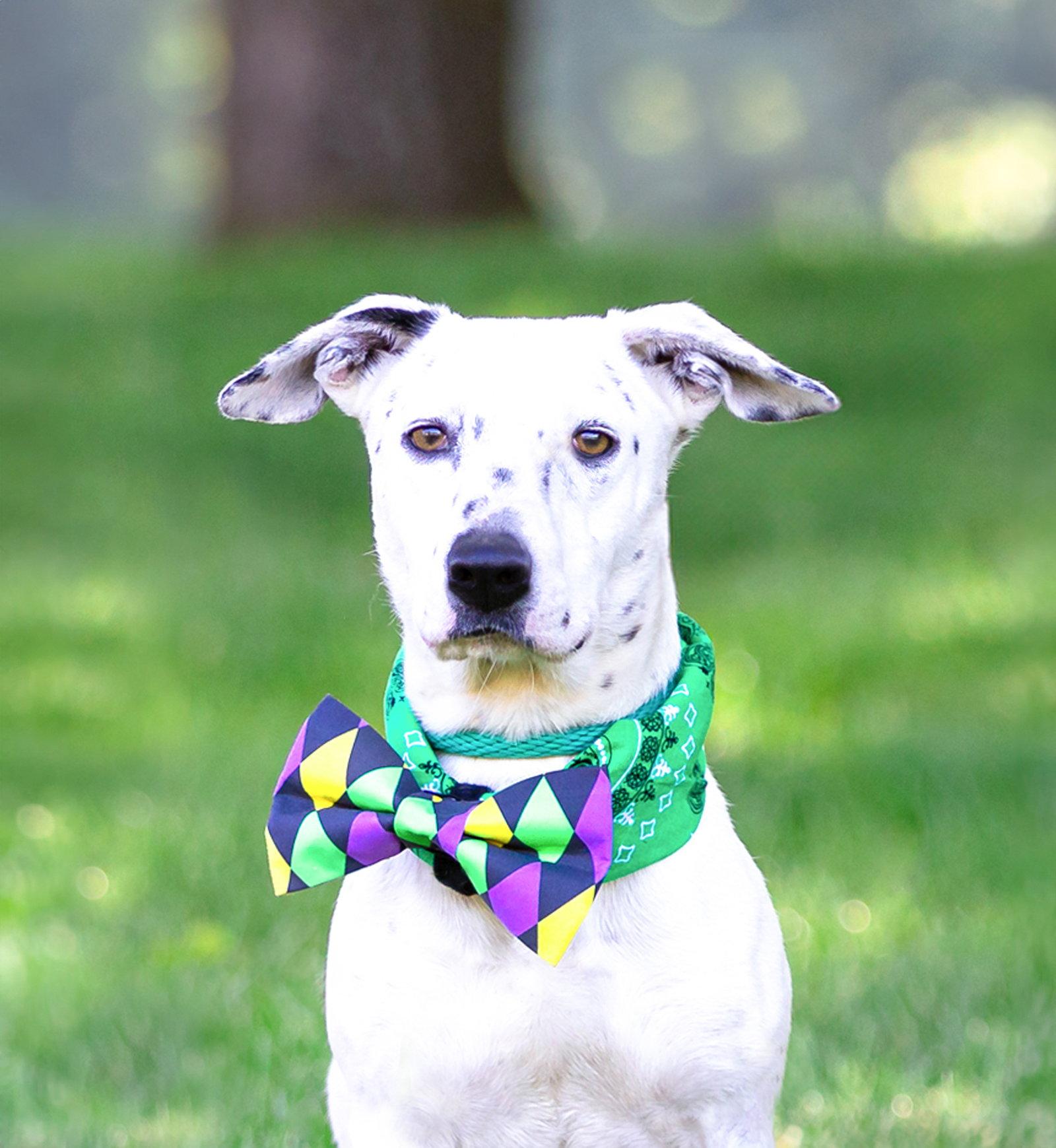 Marko, Adoptable, Young Male Terrier.