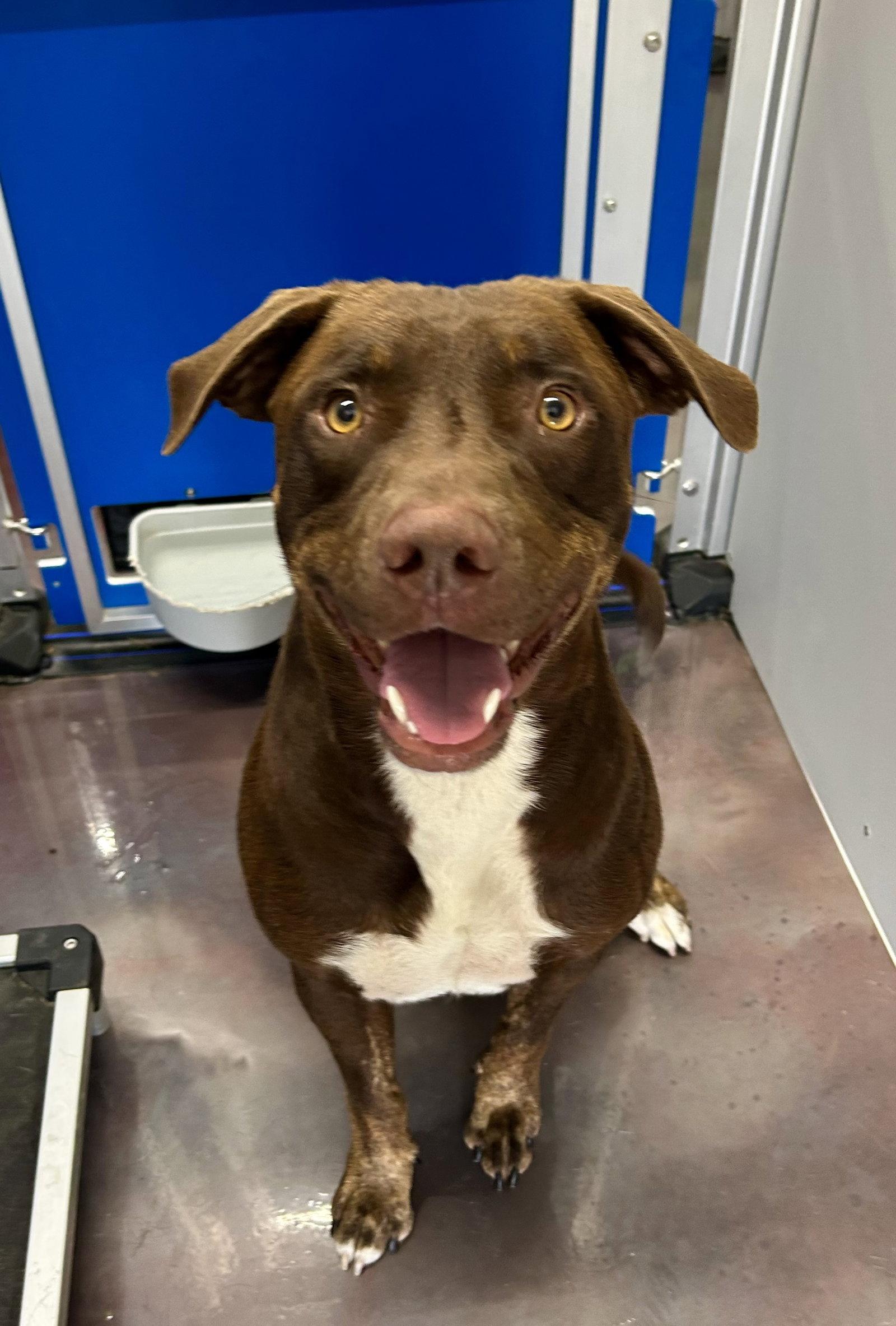 Captain, Adoptable, Adult Male Chesapeake Bay Retriever & American Staffordshire Terrier.