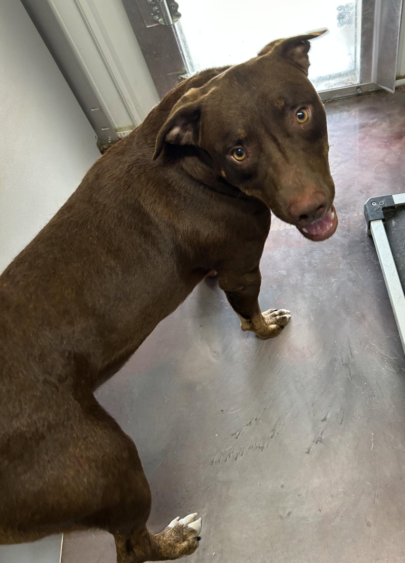 Enlarge Captain, a Adoptable mixed breed in Corning, AR image 2/2