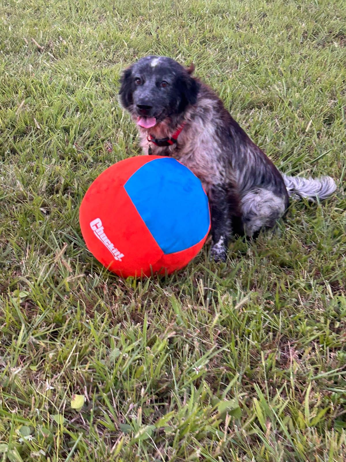 Duncan, a ADOPTABLE mixed breed in Albion, NY image 3/4