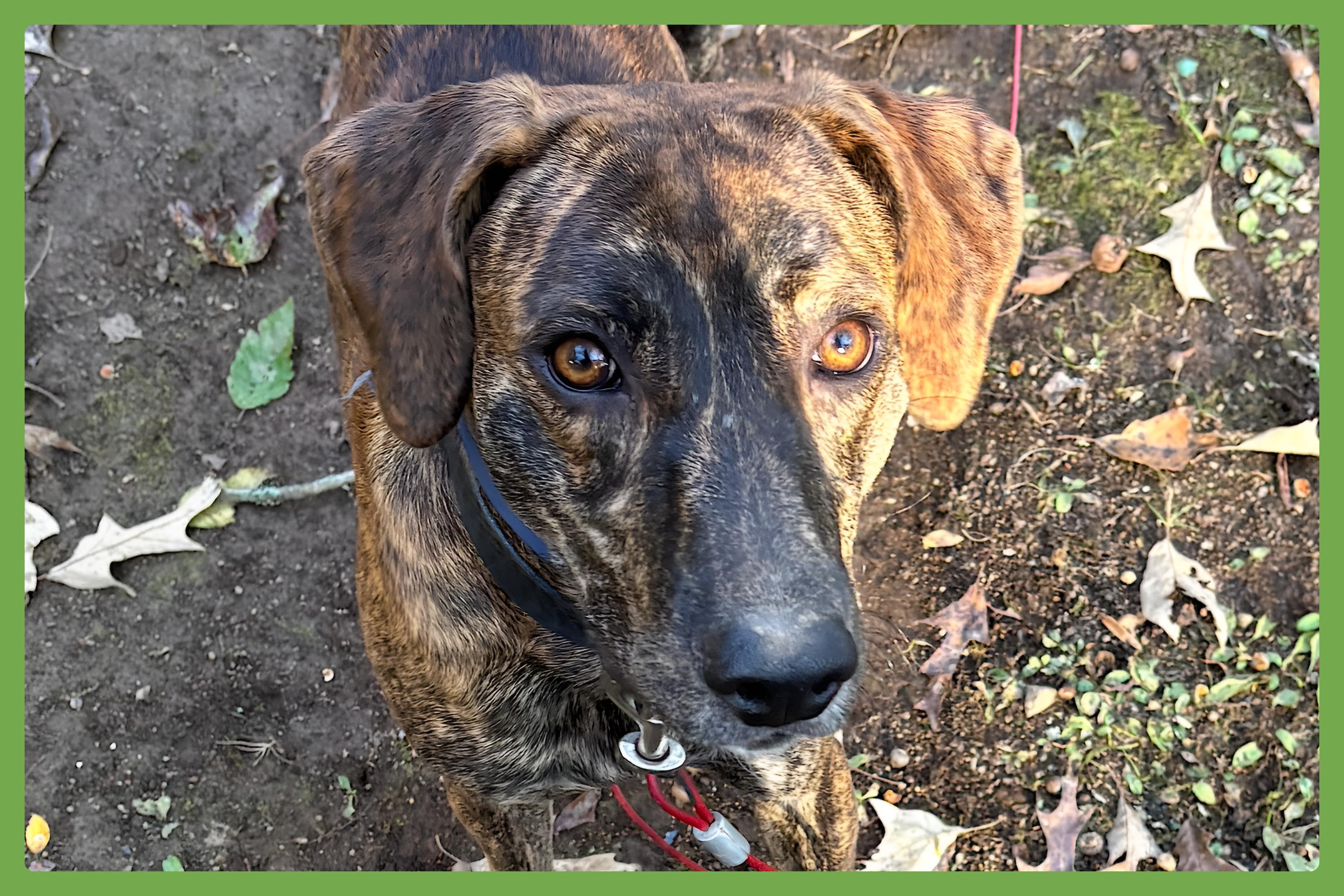 Enlarge Gage, a Adoptable mixed breed in Atlanta, GA image 1/6