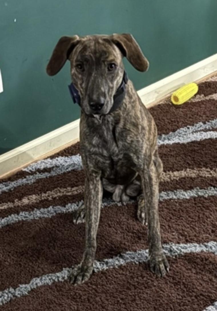 Enlarge Gage, a Adoptable mixed breed in Atlanta, GA image 3/6