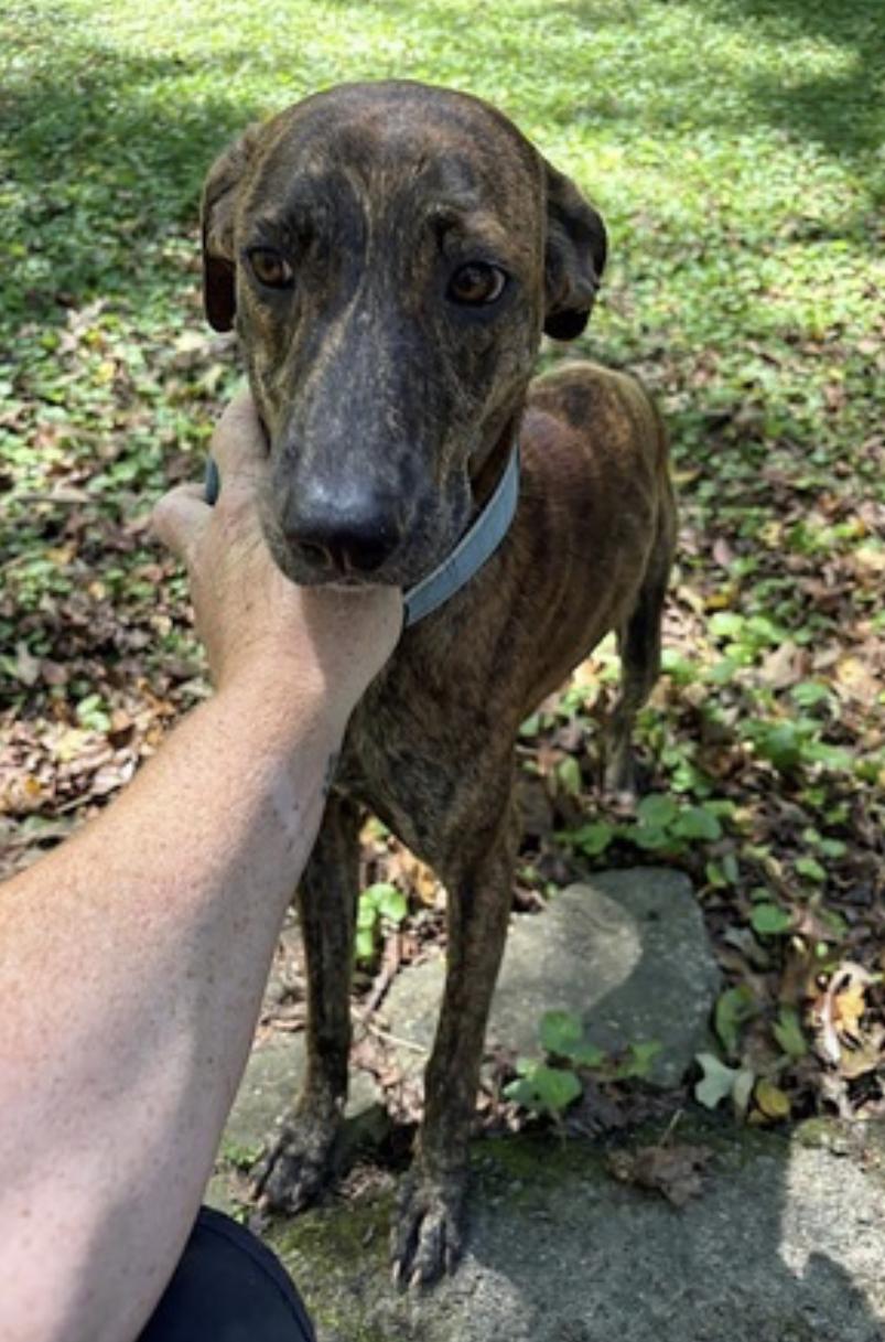 Enlarge Gage, a Adoptable mixed breed in Atlanta, GA image 4/6