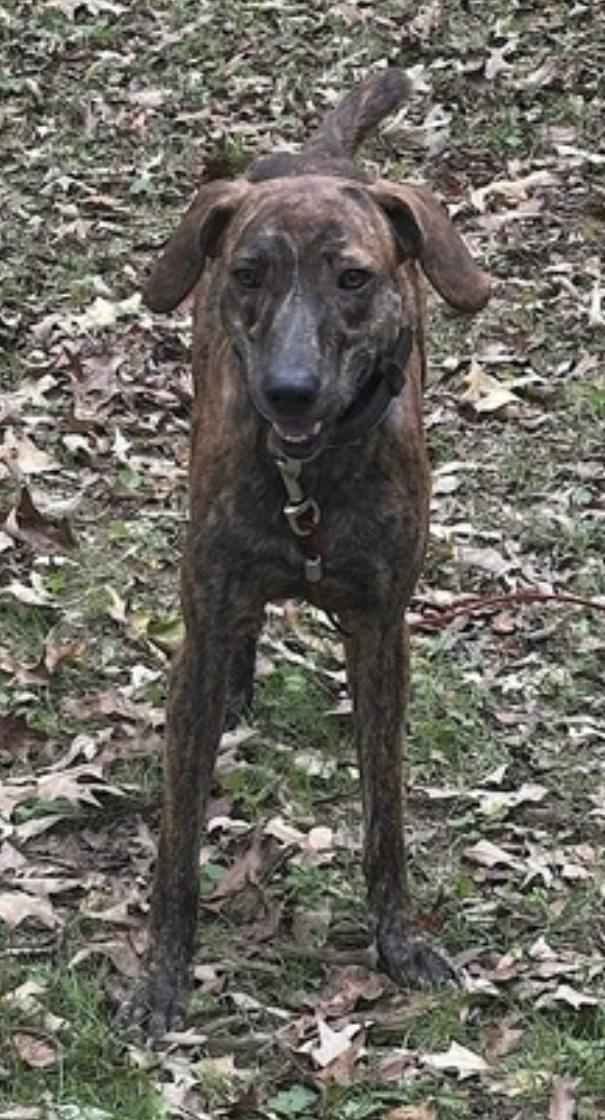 Enlarge Gage, a Adoptable mixed breed in Atlanta, GA image 5/6