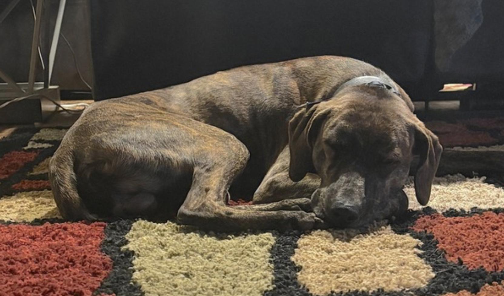 Enlarge Gage, a Adoptable mixed breed in Atlanta, GA image 6/6