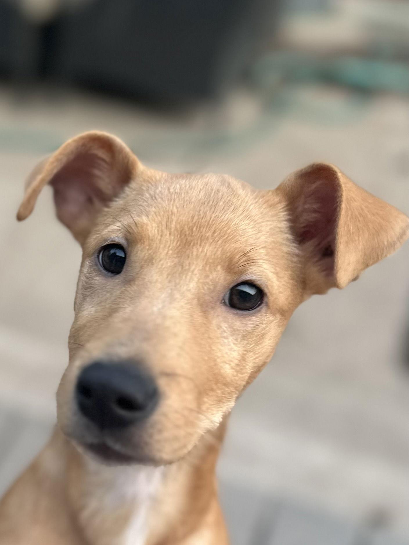 Zag, a Adopted Carolina Dog in Tonawanda, NY image 2/3