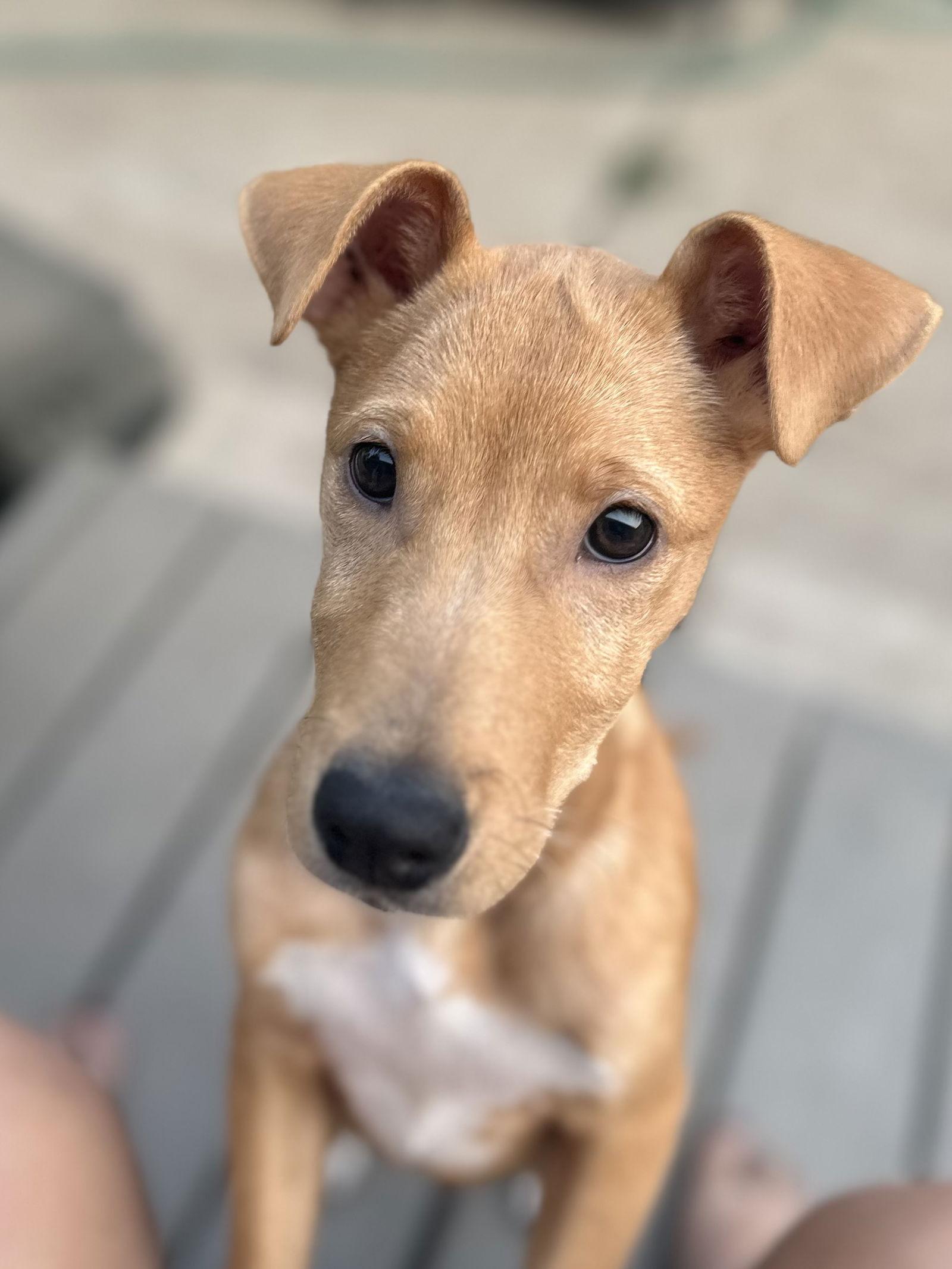 Zag, a Adopted Carolina Dog in Tonawanda, NY image 3/3