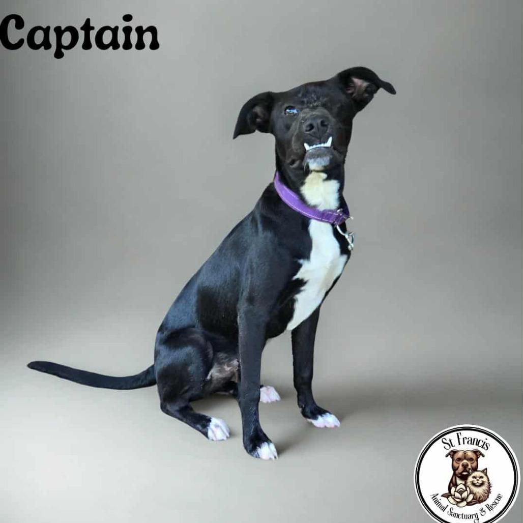 Captain, Adoptable, Young Male Black Labrador Retriever & Mixed Breed.