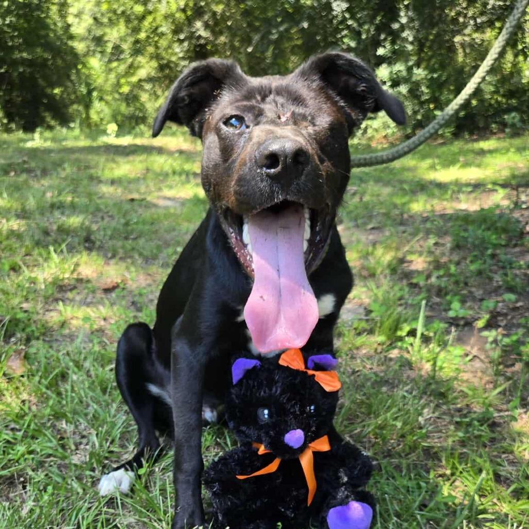 Enlarge Captain, a Adoptable mixed breed in Tylertown, MS image 2/3