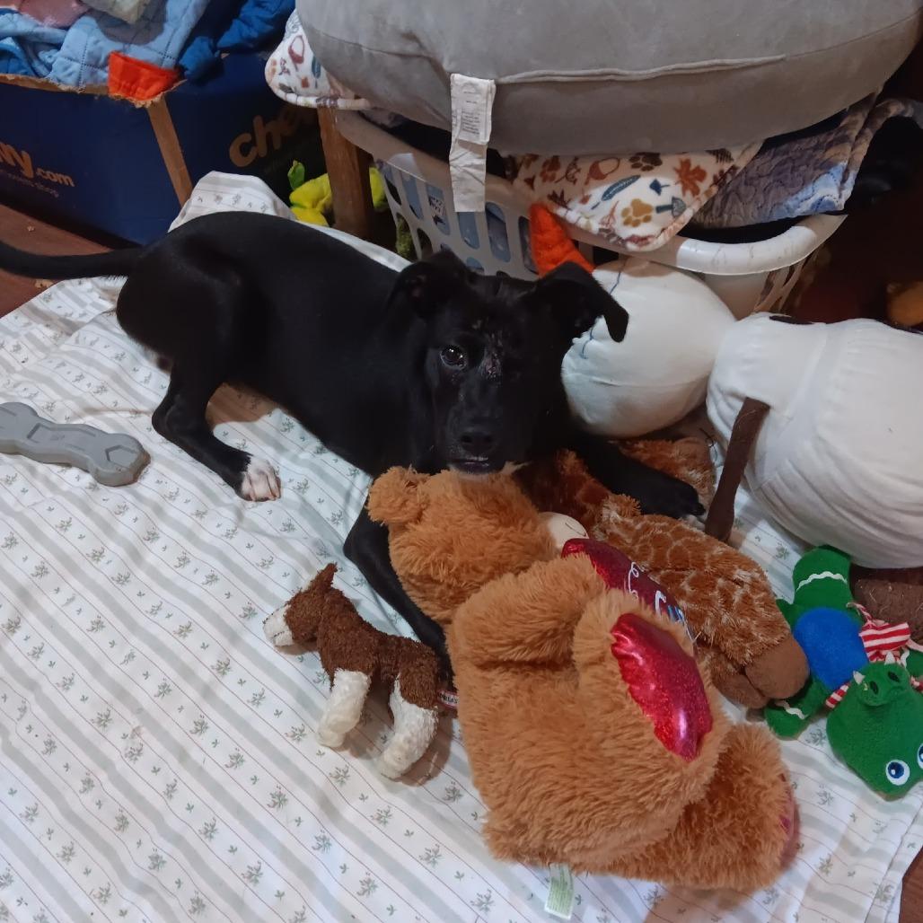 Enlarge Captain, a Adoptable mixed breed in Tylertown, MS image 3/3
