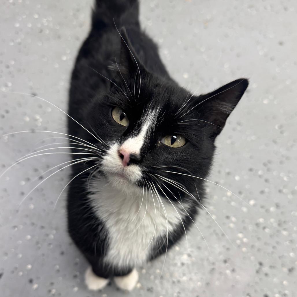 Enlarge Mousse (Holland Cat Cove), a Adoptable Domestic Short Hair in West Olive, MI image 1/3