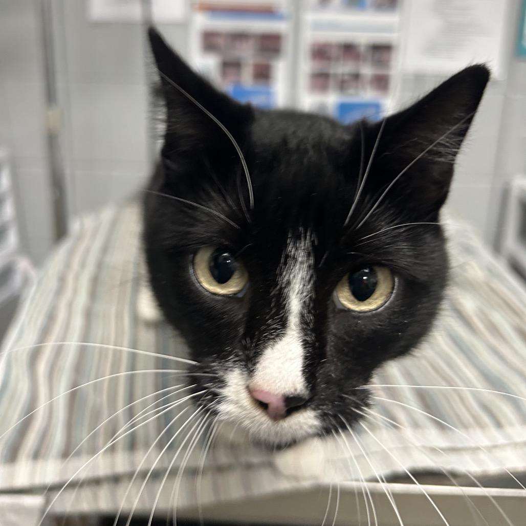 Mousse, Adoptable, Adult Female Domestic Short Hair.