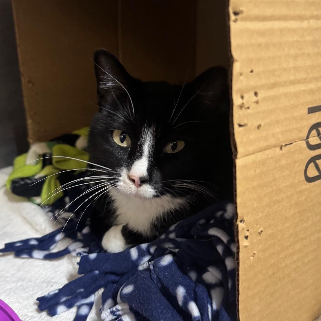 Enlarge Mousse (Holland Cat Cove), a Adoptable Domestic Short Hair in West Olive, MI image 3/3