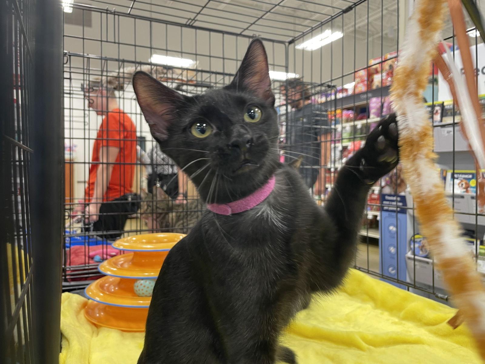 Enlarge Shuri, a Adoptable Domestic Short Hair in Pompano Beach, FL image 1/3