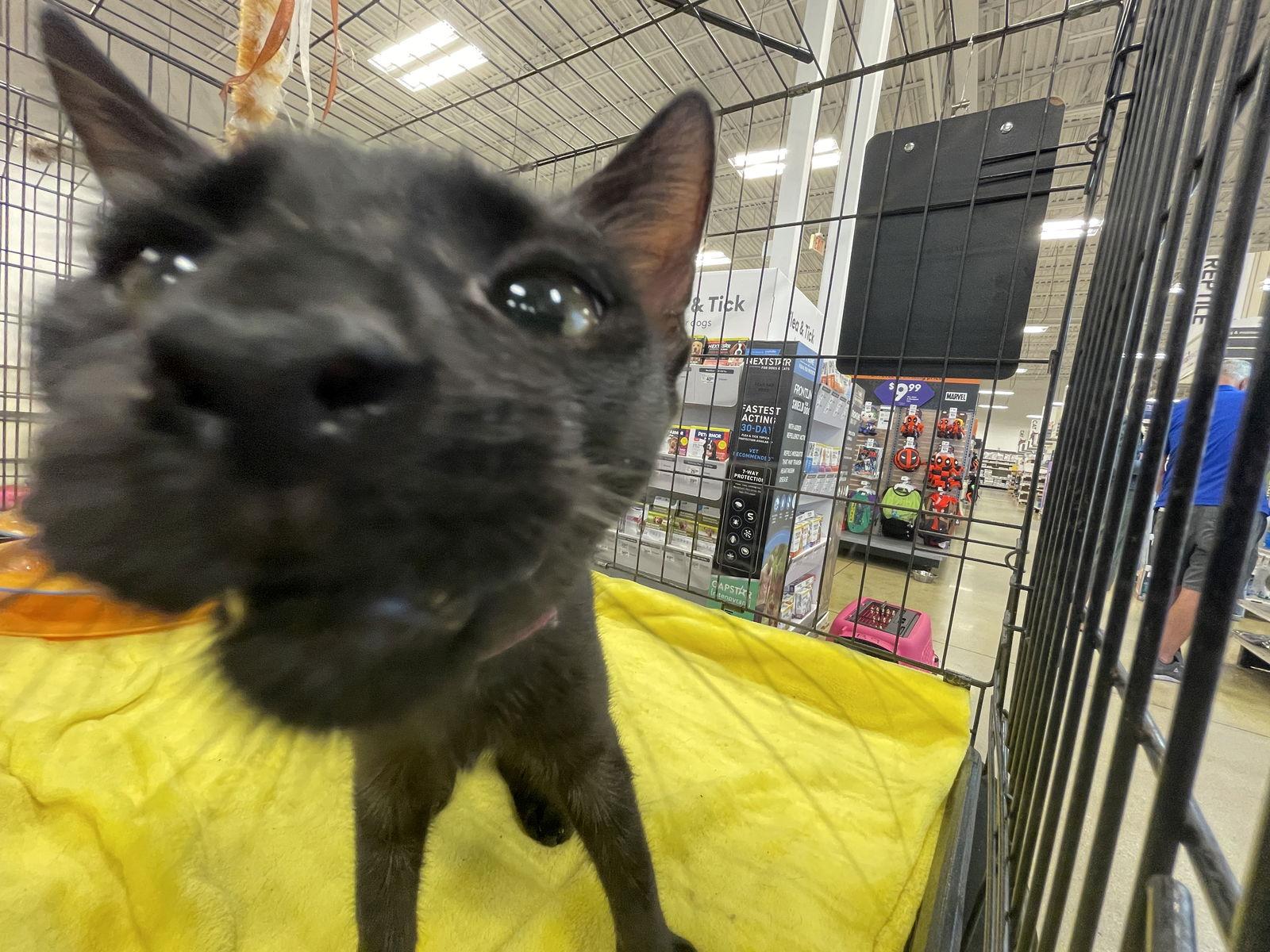 Enlarge Shuri, a Adoptable Domestic Short Hair in Pompano Beach, FL image 2/3