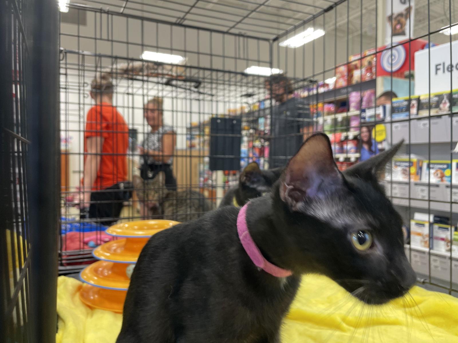 Enlarge Shuri, a Adoptable Domestic Short Hair in Pompano Beach, FL image 3/3