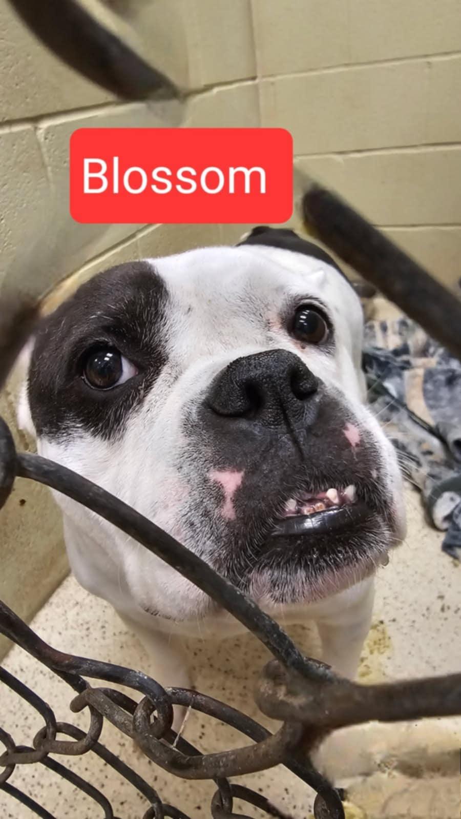 Blossom