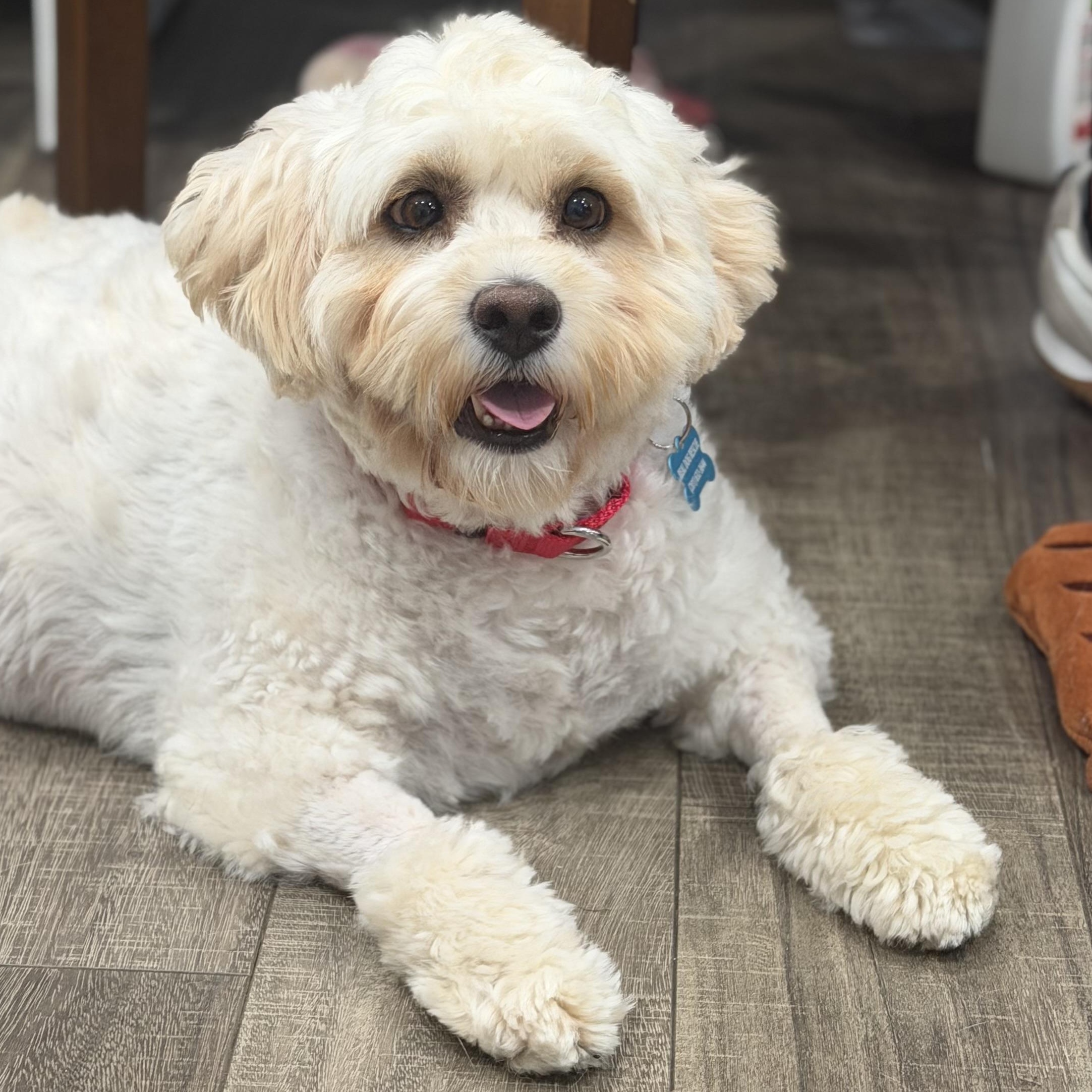 Gilly, ADOPTABLE, Adult Female Cockapoo.