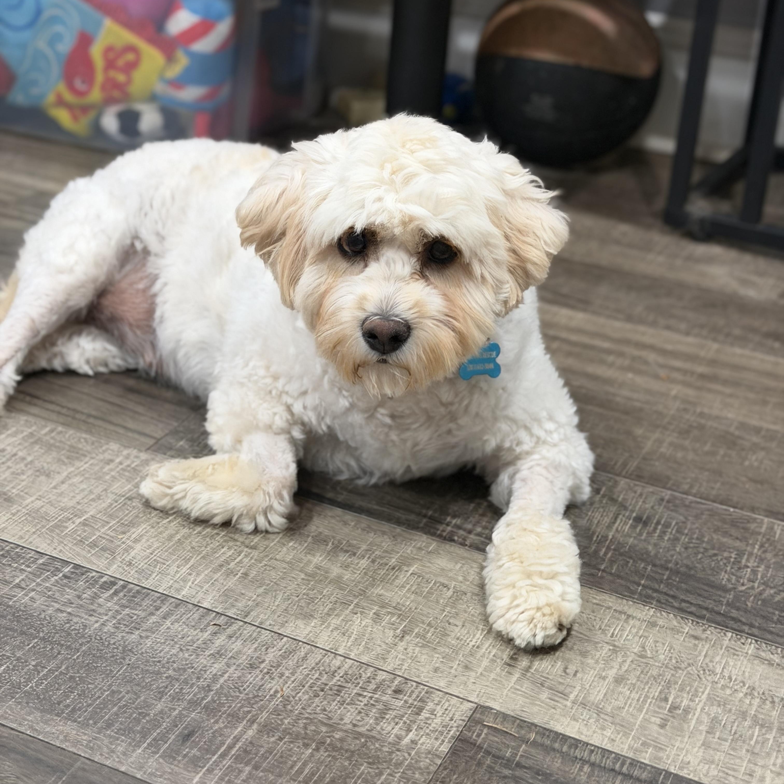 Gilly, a ADOPTABLE mixed breed in Mahwah, NJ image 3/6