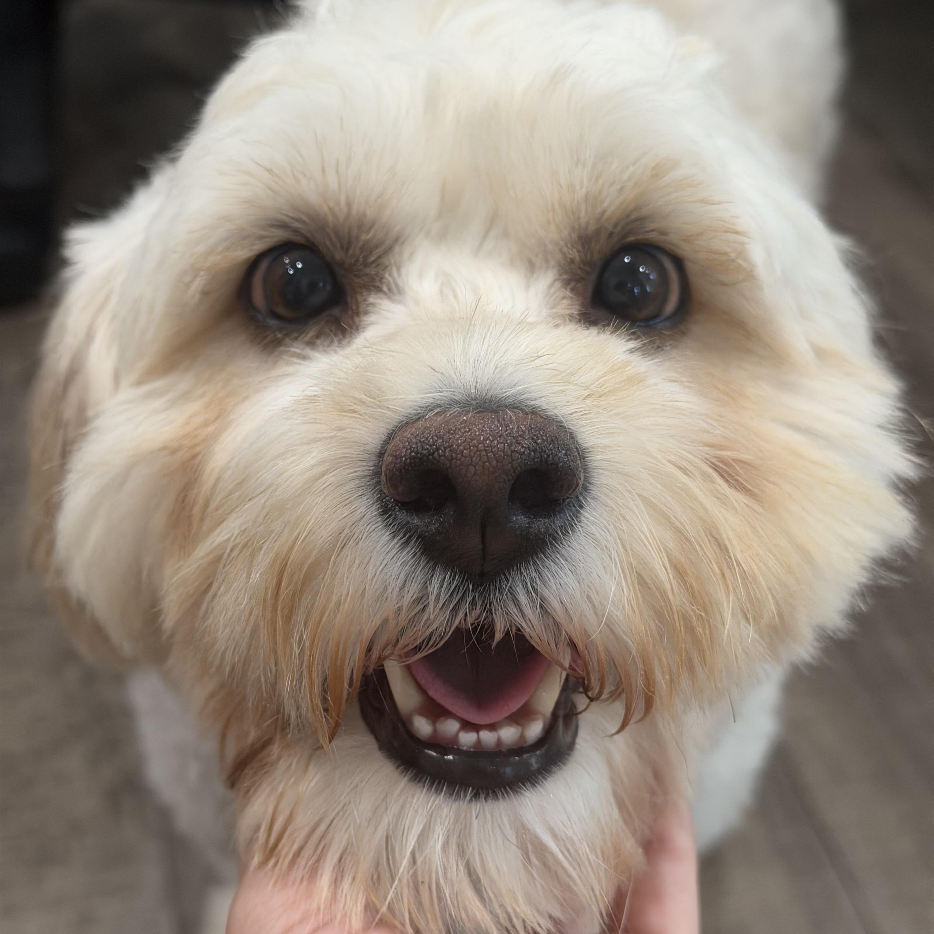 Gilly, a ADOPTABLE mixed breed in Mahwah, NJ image 5/6