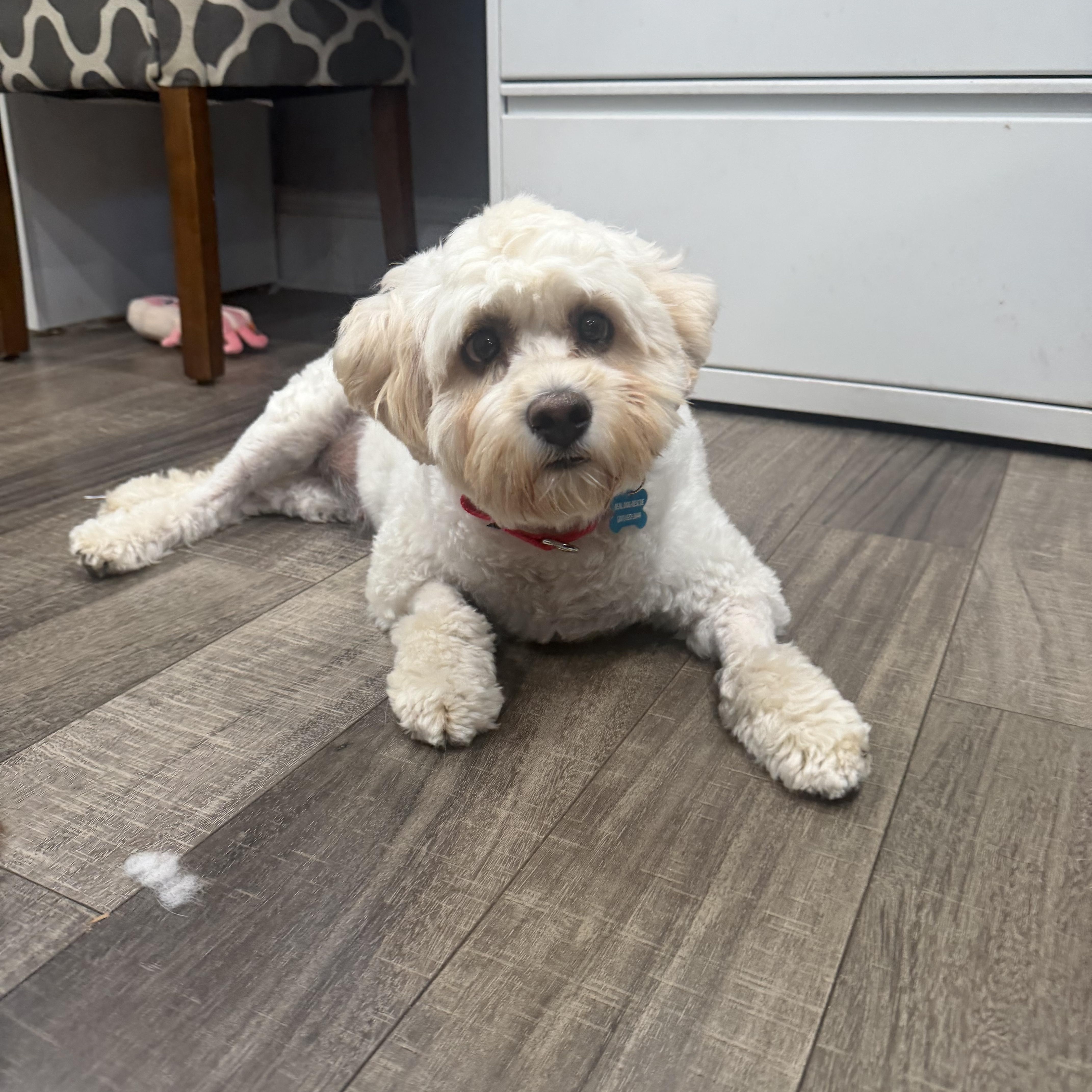 Gilly, a ADOPTABLE mixed breed in Mahwah, NJ image 4/6