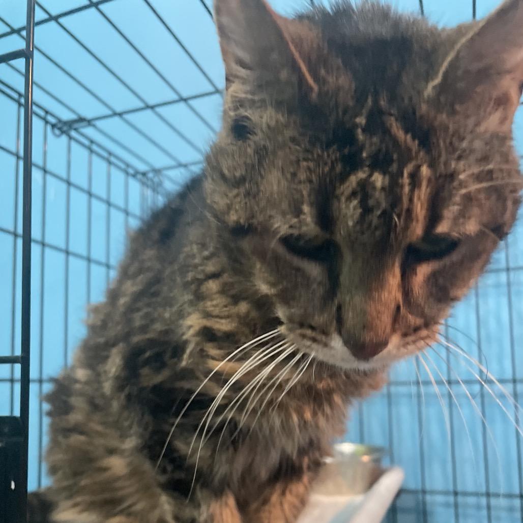 Mildred, Adoptable, Senior Female Domestic Short Hair.