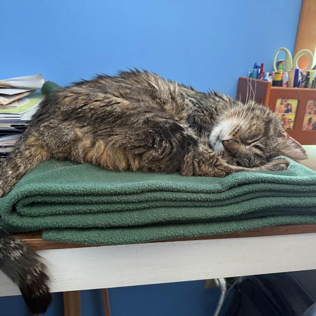 Enlarge Mildred, a Adoptable Domestic Short Hair in Mundelein, IL image 2/6