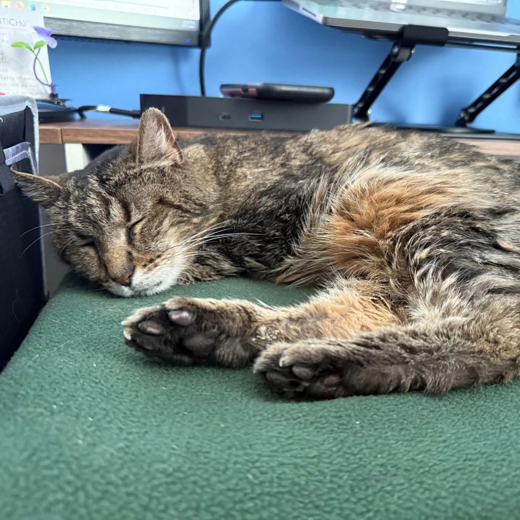 Enlarge Mildred, a Adoptable Domestic Short Hair in Mundelein, IL image 3/6