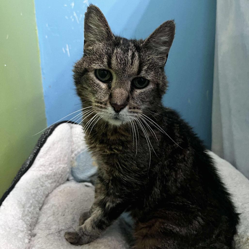 Enlarge Mildred, a Adoptable Domestic Short Hair in Mundelein, IL image 2/3