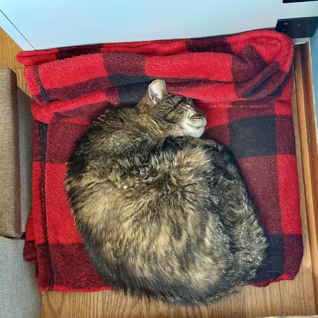 Enlarge Mildred, a Adoptable Domestic Short Hair in Mundelein, IL image 5/6
