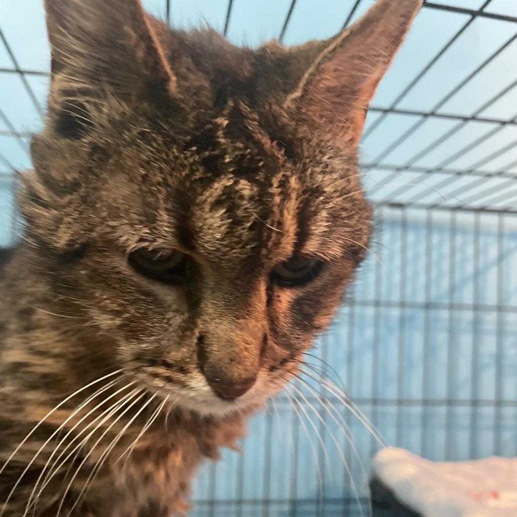 Enlarge Mildred, a Adoptable Domestic Short Hair in Mundelein, IL image 3/3