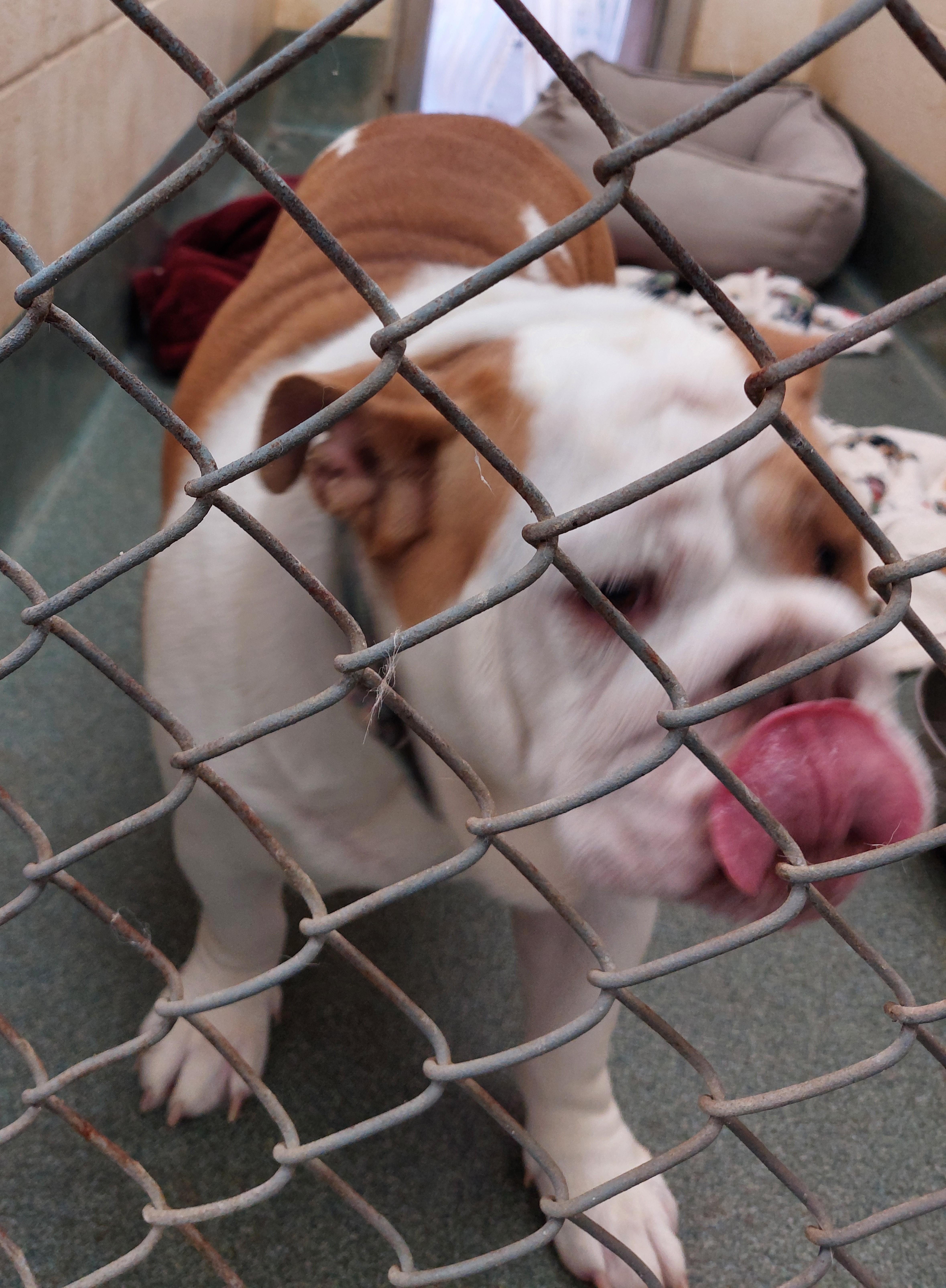 Lola, an adoptable English Bulldog in Rehoboth, MA image 1/2