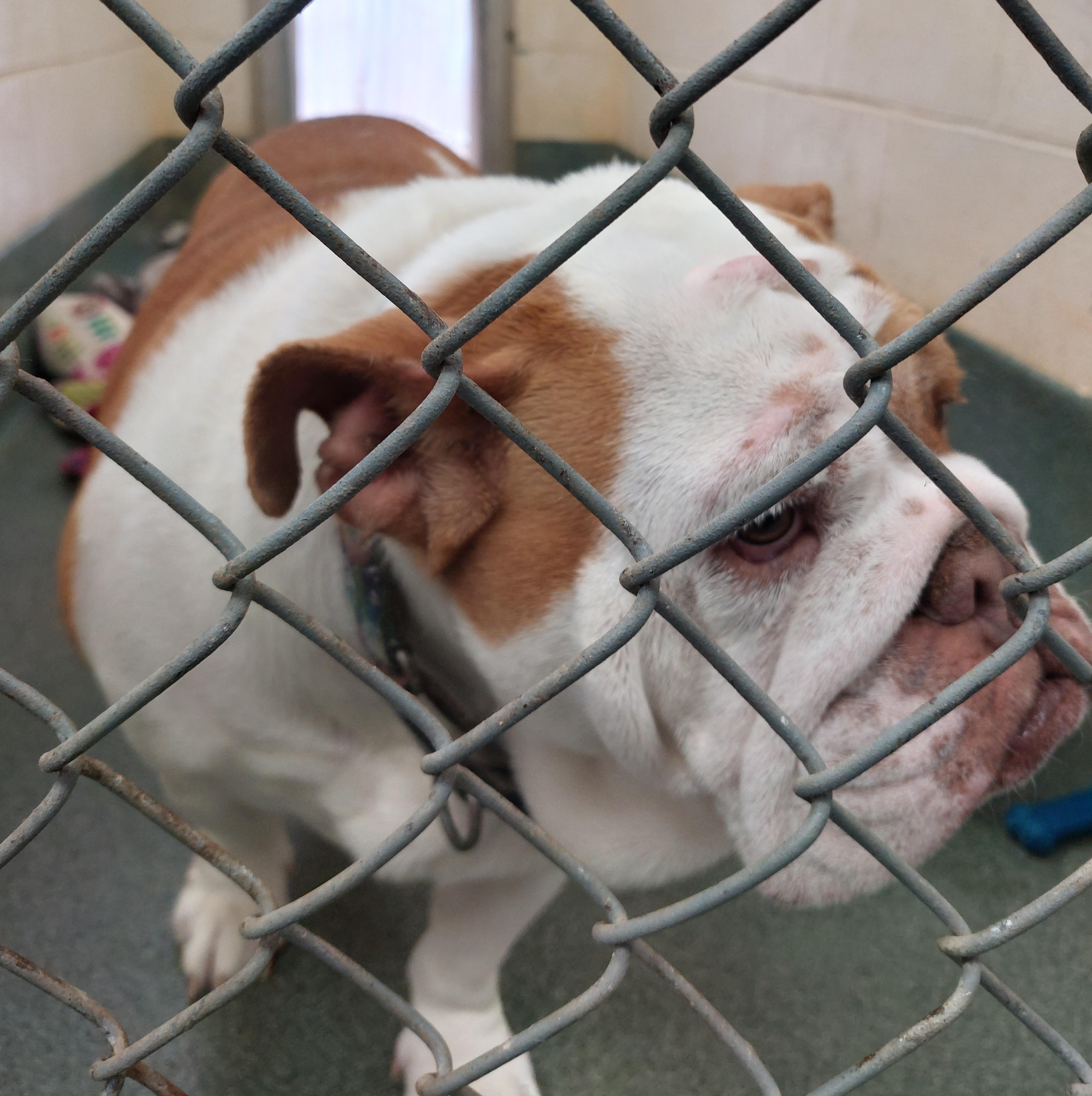 Lola, an adoptable English Bulldog in Rehoboth, MA image 2/2