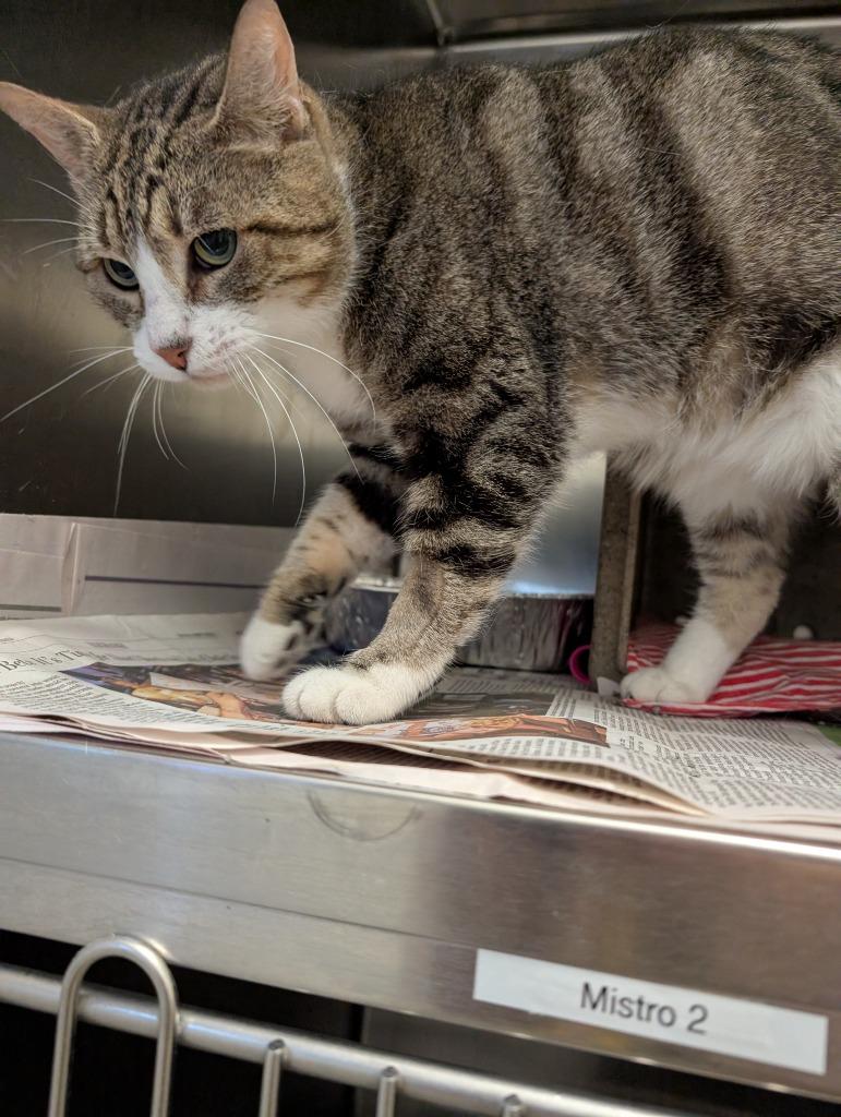 Daisy, Adoptable, Adult Female Domestic Short Hair & Tabby.