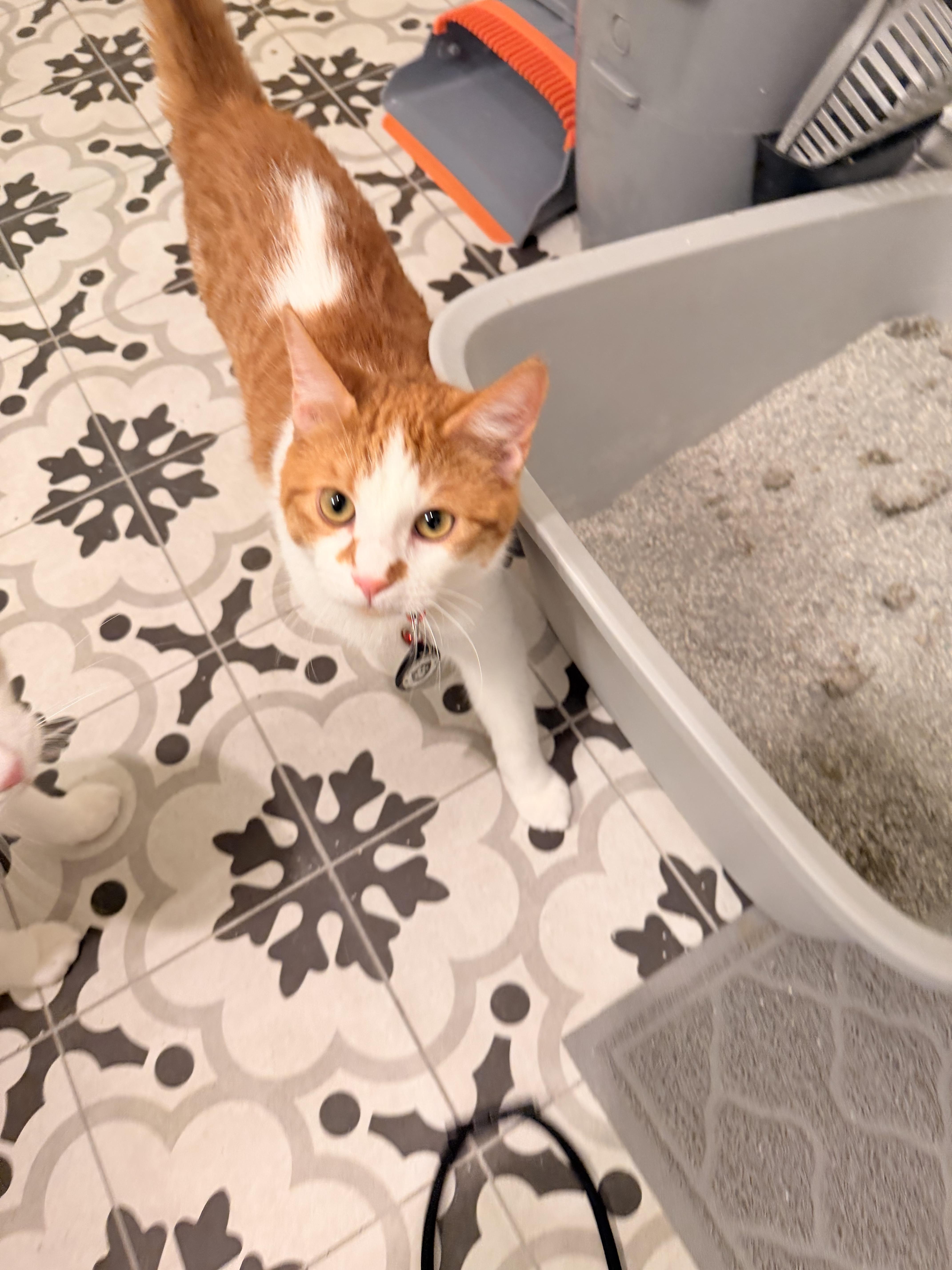 Enlarge Mark Anthony, a ADOPTABLE Tabby in Las Vegas, NV image 1/2