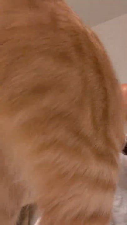 Enlarge Mark Anthony, an adoptable Tabby in Las Vegas, NV video 2/2