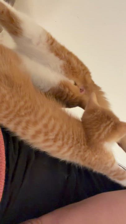 Enlarge Mark Anthony, a ADOPTABLE Tabby in Las Vegas, NV video 2/2