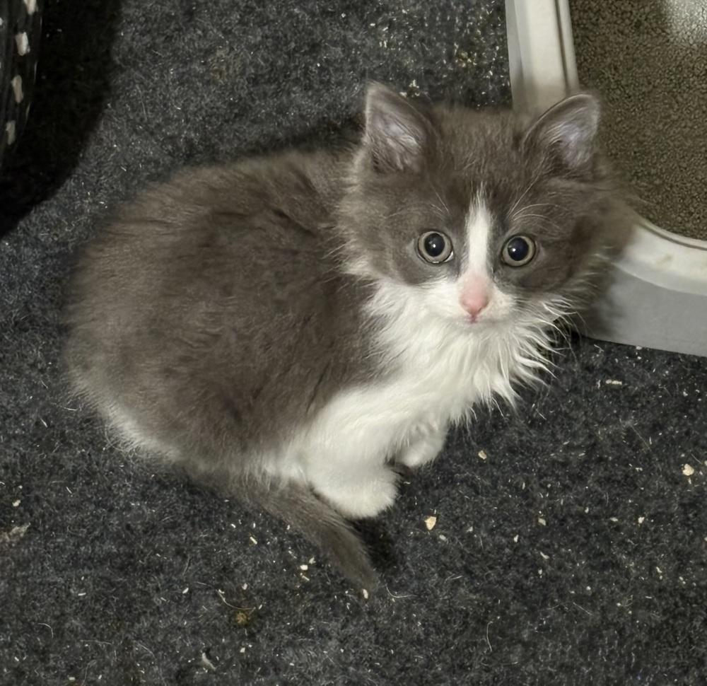Enlarge Boo, a Adoptable Domestic Medium Hair in Palatine, IL image 1/1