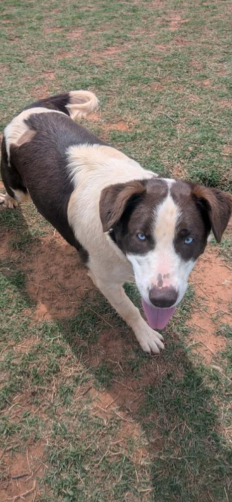 Spuds, Adoptable, Young Male Border Collie & Bull Terrier.