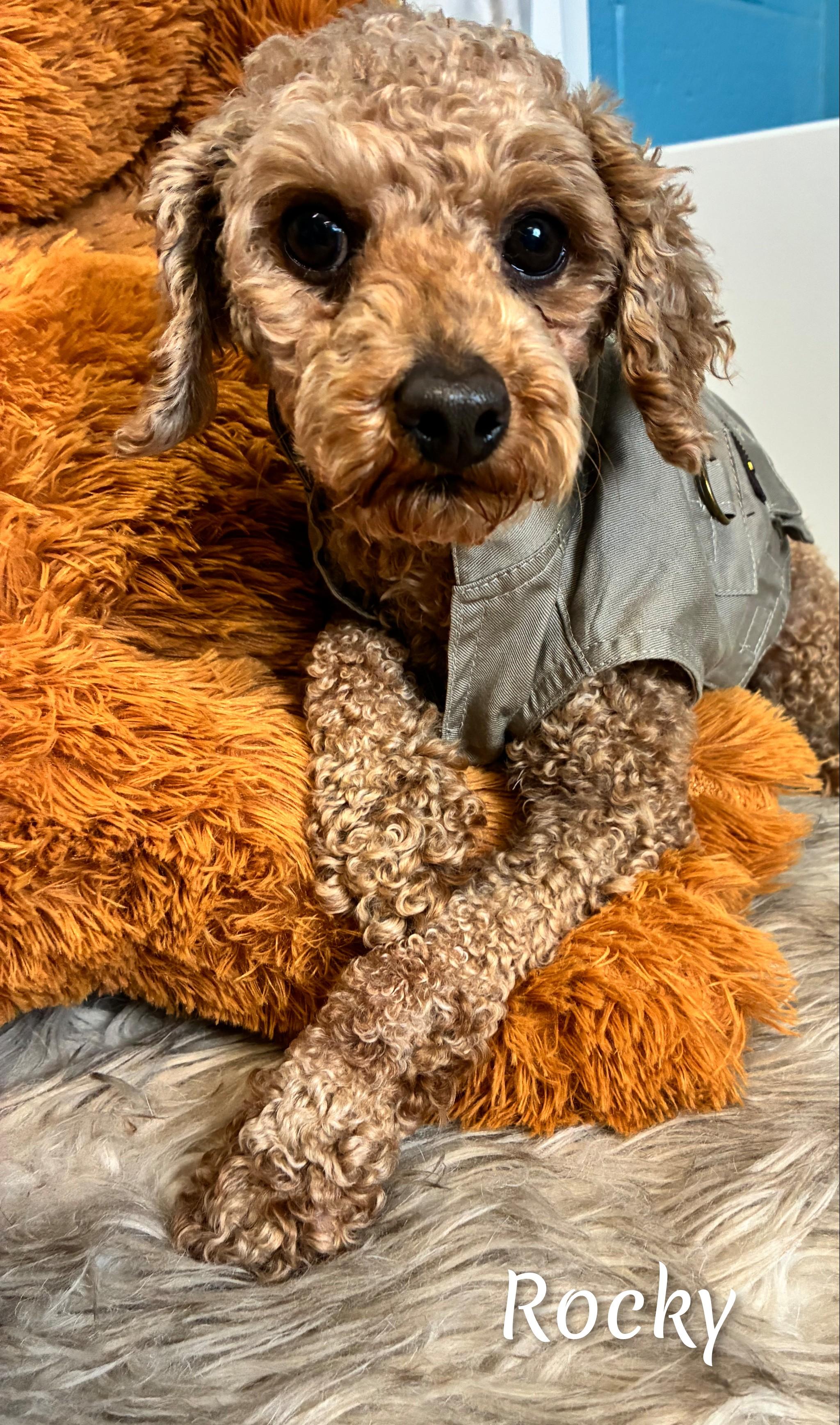 Enlarge Rocky, an adoptable Miniature Poodle in Fredericksburg, VA image 6/6