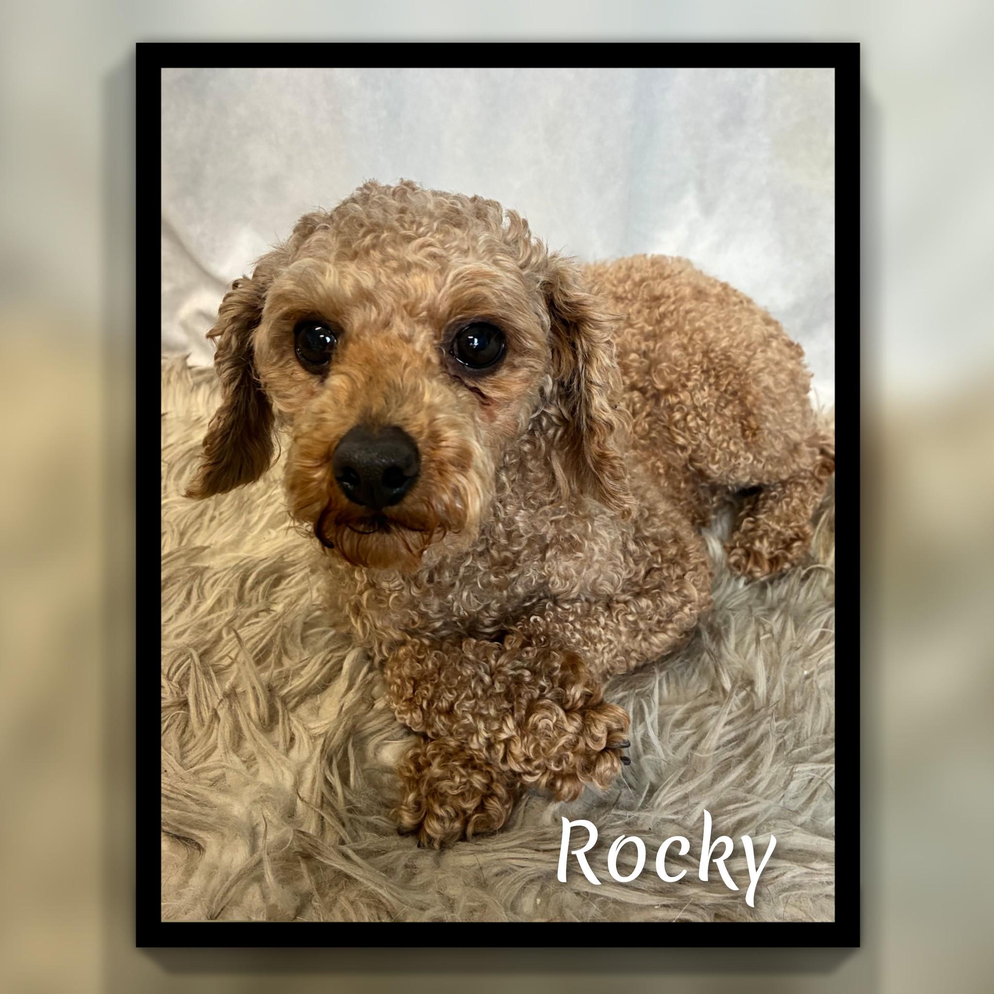 Enlarge Rocky, an adoptable Miniature Poodle in Fredericksburg, VA image 5/6
