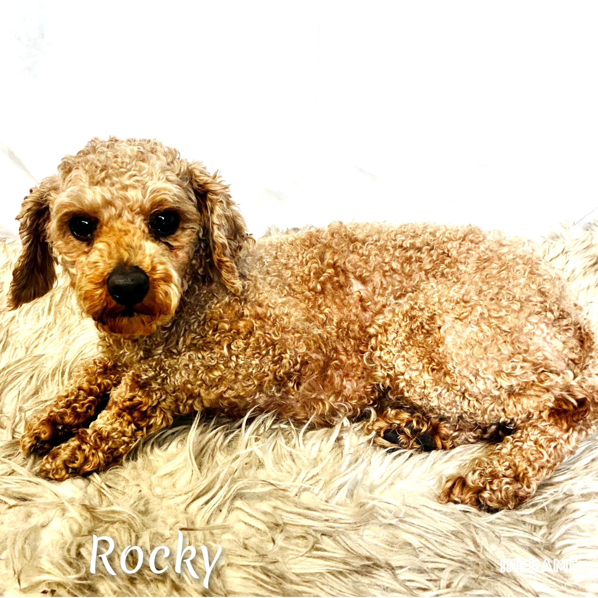 Enlarge Rocky, an adoptable Miniature Poodle in Fredericksburg, VA image 1/6