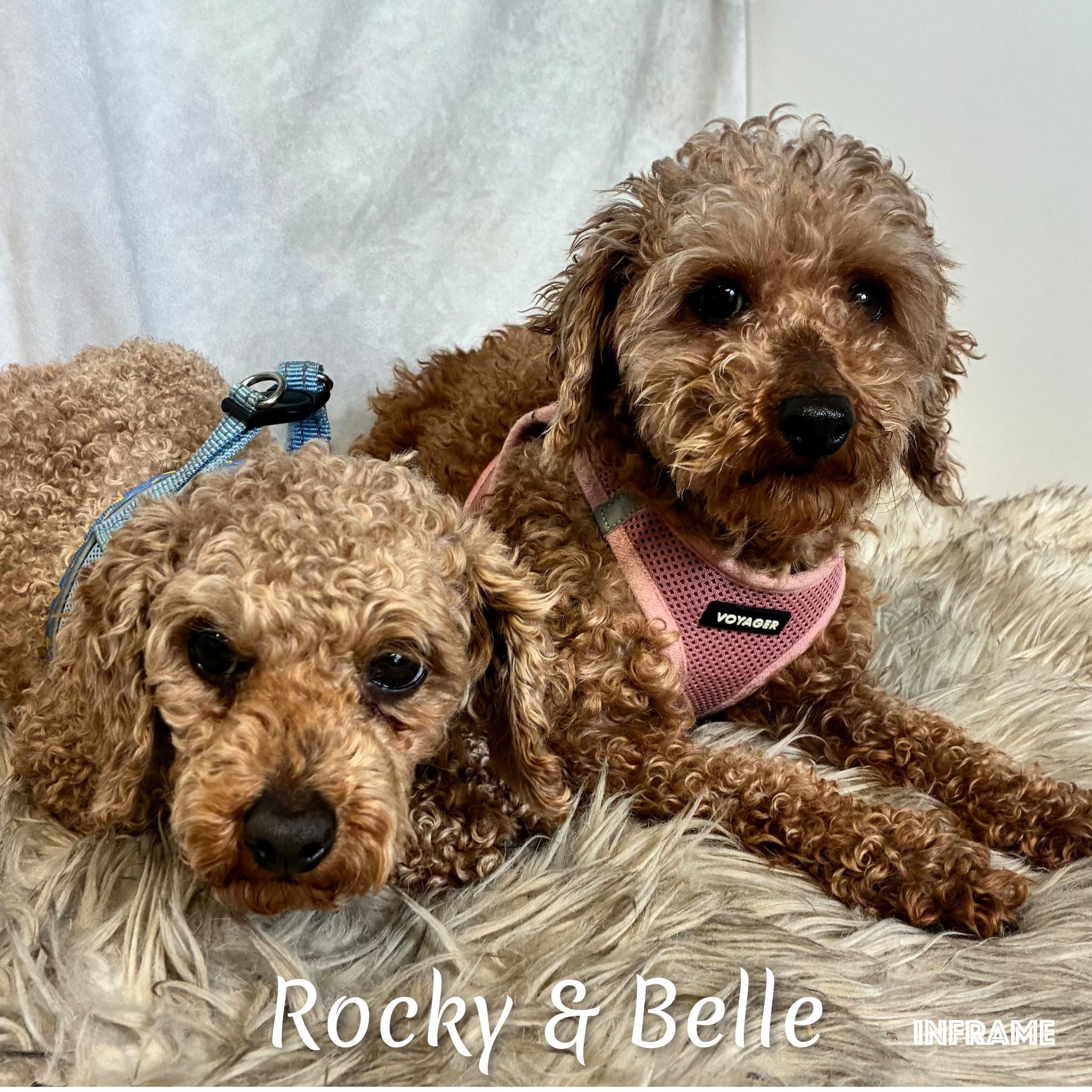 Enlarge Rocky, an adoptable Miniature Poodle in Fredericksburg, VA image 4/6